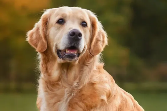 Cachorro feliz no atendimento